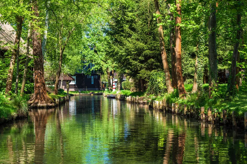Excursión al bosque del Spree
