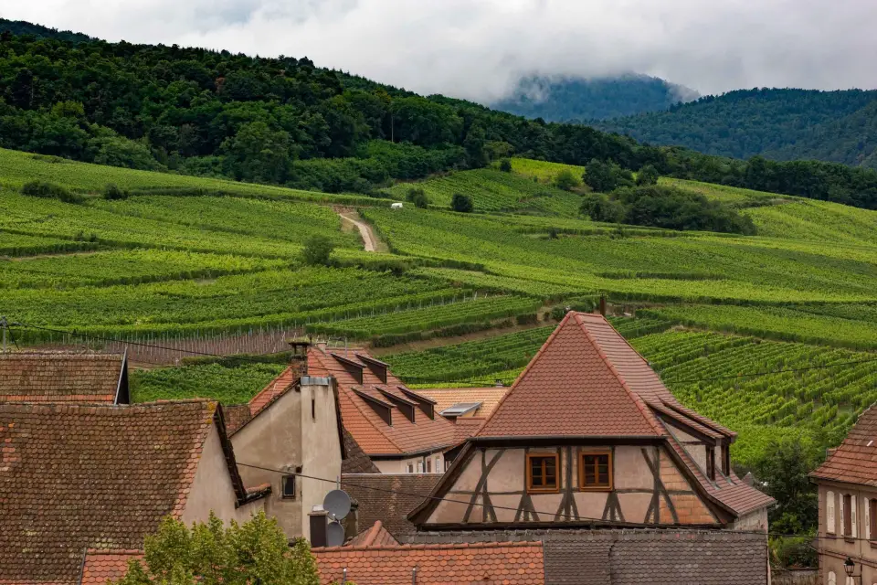Ruta del vino rallye