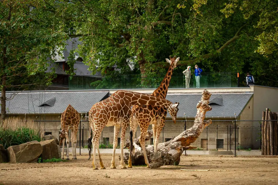 Amberes: Entrada al ZOO