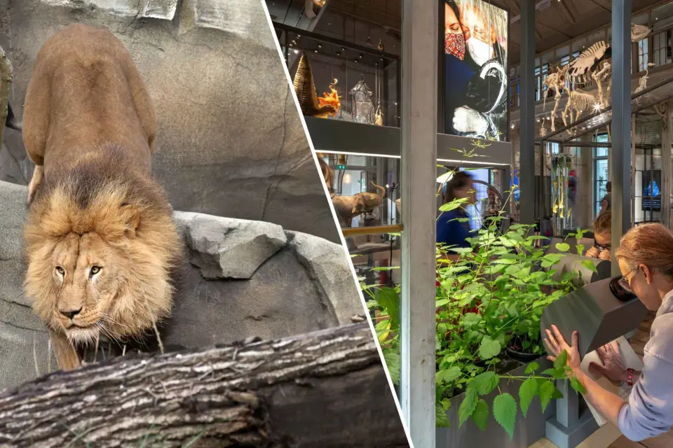 Amsterdam: ARTIS Royal Zoo y ARTIS Groote Museum Ticket