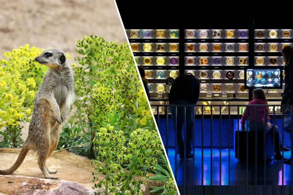 Amsterdam: Artis Royal Zoo & ARTIS-Micropia Ticket combinado
