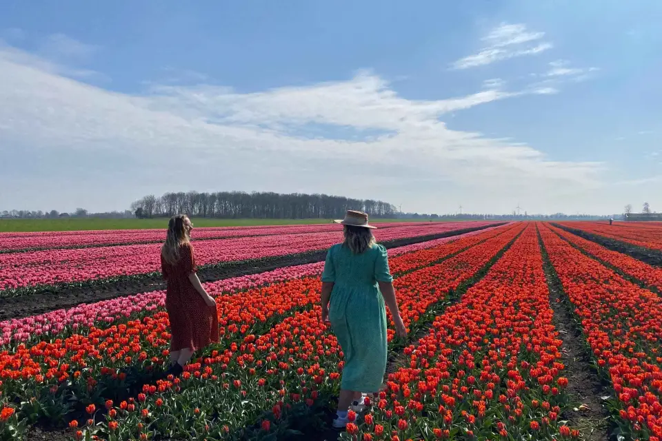 Desde Ámsterdam: Excursión de un día a los Campos de Tulipanes y los Molinos de Viento con almuerzo