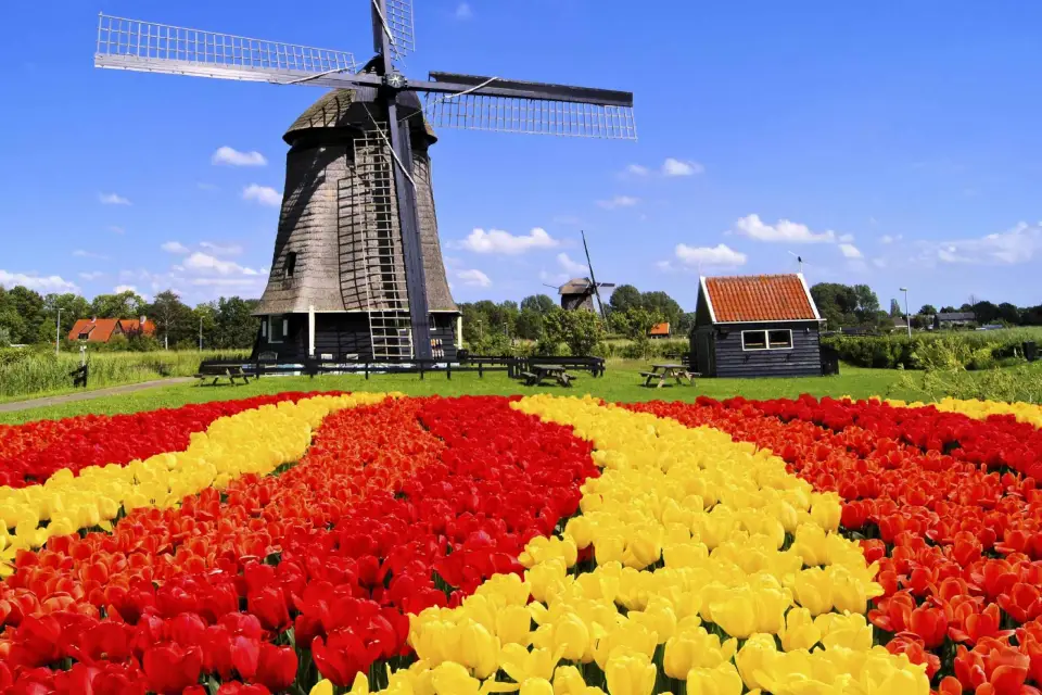 Amsterdam: Keukenhof y Campos de Tulipanes Excursión de un día en privado