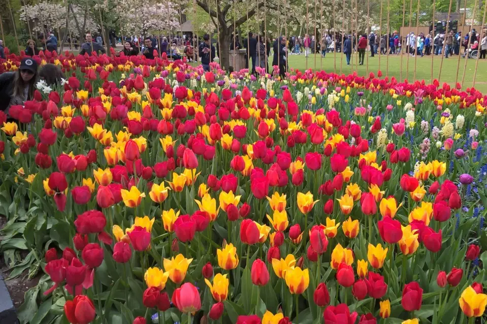 Desde Ámsterdam: Keukenhof y Zaanse Schans tour en grupo reducido