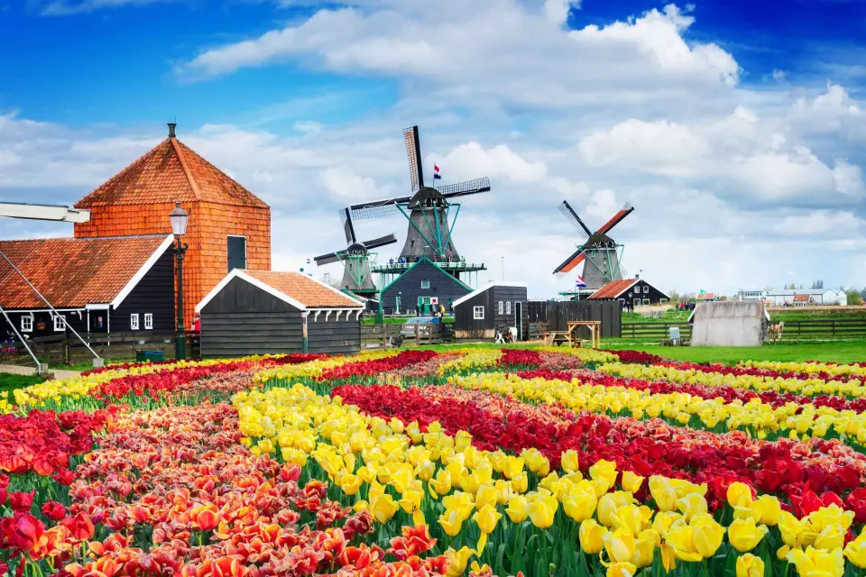 De Ámsterdam a los Molinos de Viento de Zaanse Schans, Volendam y Edam en coche