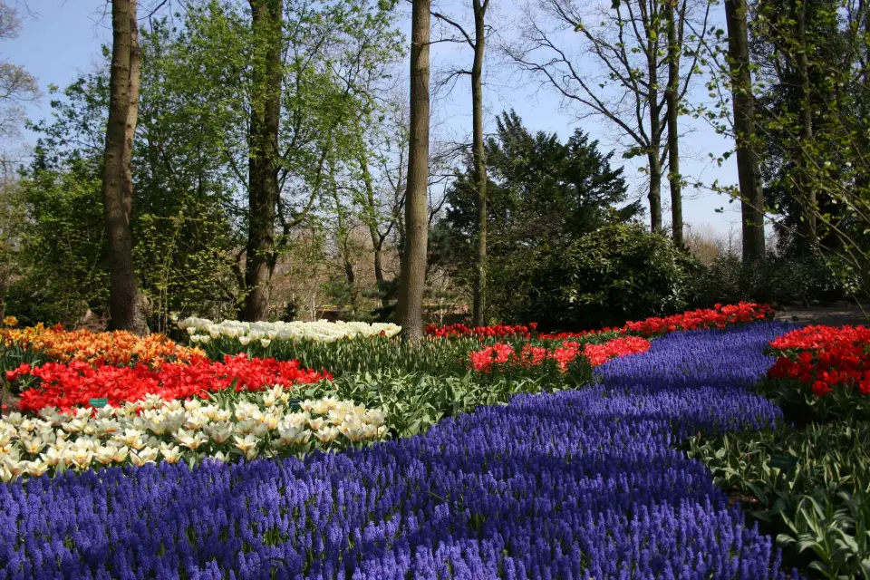 Desde Ámsterdam: visita guiada de día completo a Keukenhof y Haarlem