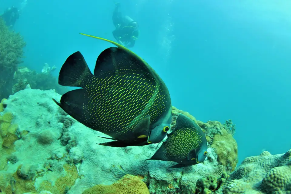 Buceo en Arraial do Cabo