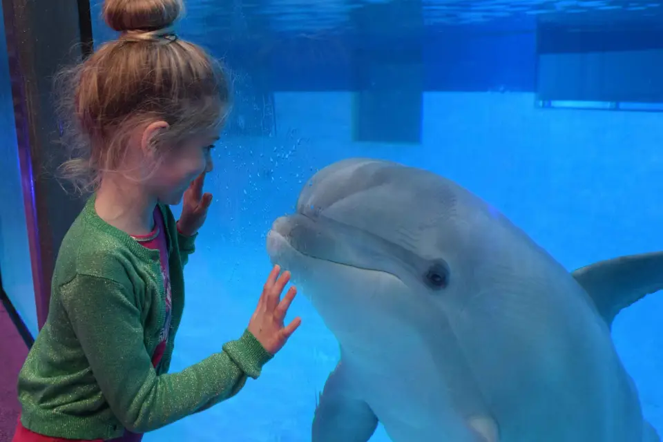 Brujas: AtracciónParque y Delfinario en Boudewijn Seapark
