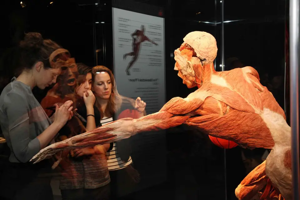 Brujas: ticket de entrada a la expo Body Worlds en el sitio Oud Sint-Jan