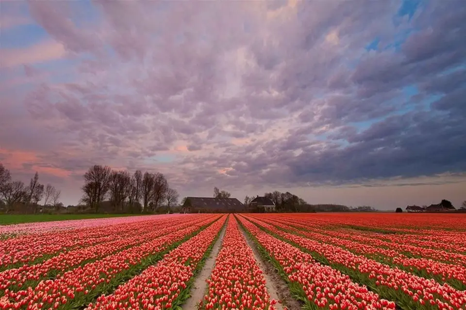 Bruselas: excursión de un día a Keukenhof, Tulipanes y Delft