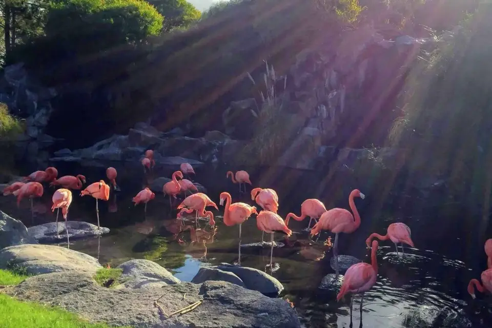 Buenos Aires: Excursión Clásica al Bioparque Temaikén