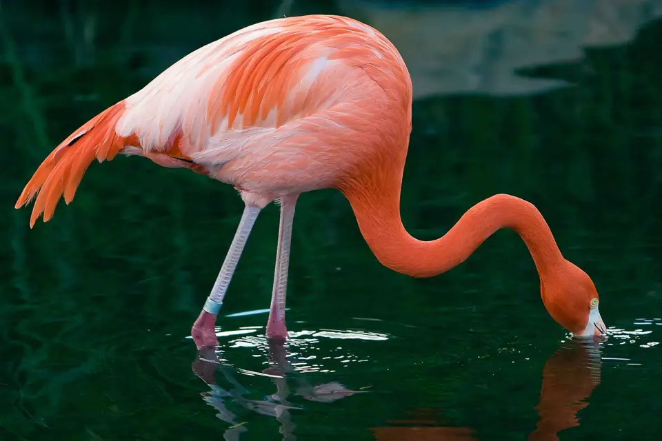 Buenos Aires: tickets oficiales del bioparque Temaikèn