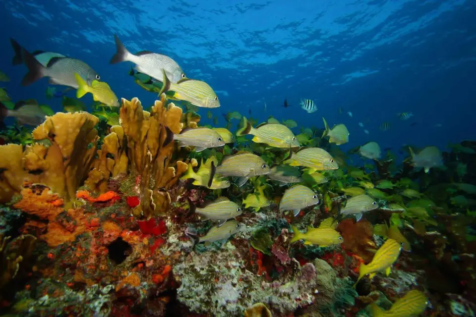 2 Inmersiones en el Océano: Museo Subacuático MUSA y Arrecife Manchones