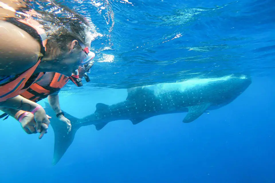 Aventura con el tiburón ballena desde Isla Mujeres