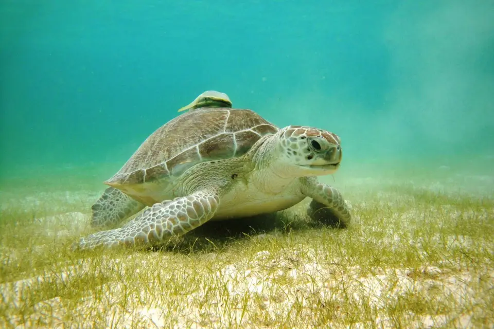 Akumal Bay: Cenotes And Snorkeling with Turtles