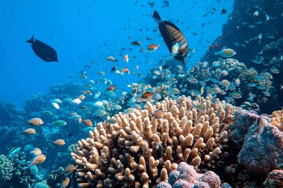 Cancún: Buceo en el Museo Subacuático de Arte con Inmersión de 2 Tanques