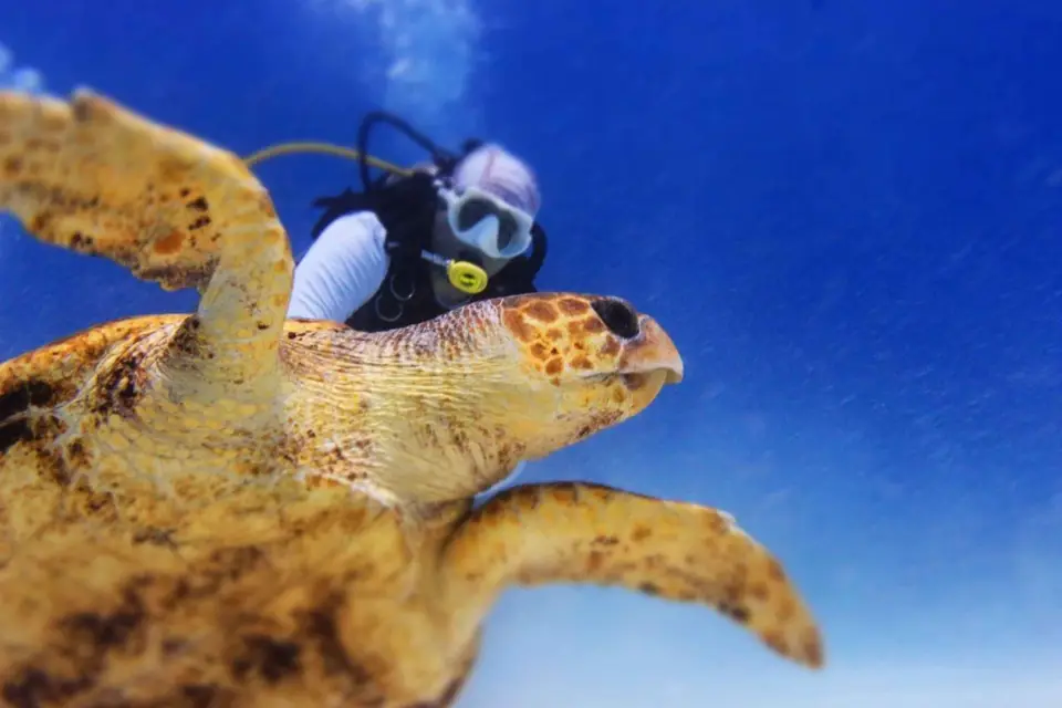 Curso de certificación de buceo: 2 días en Playa Maroma