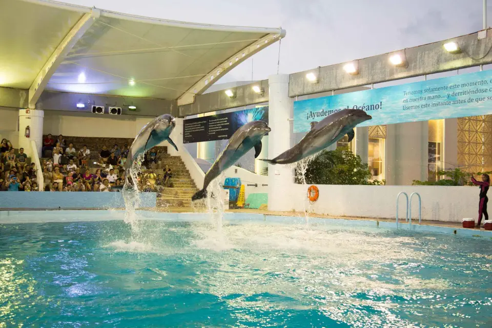 Cancún: Entrada interactiva al acuario con presentación de delfines