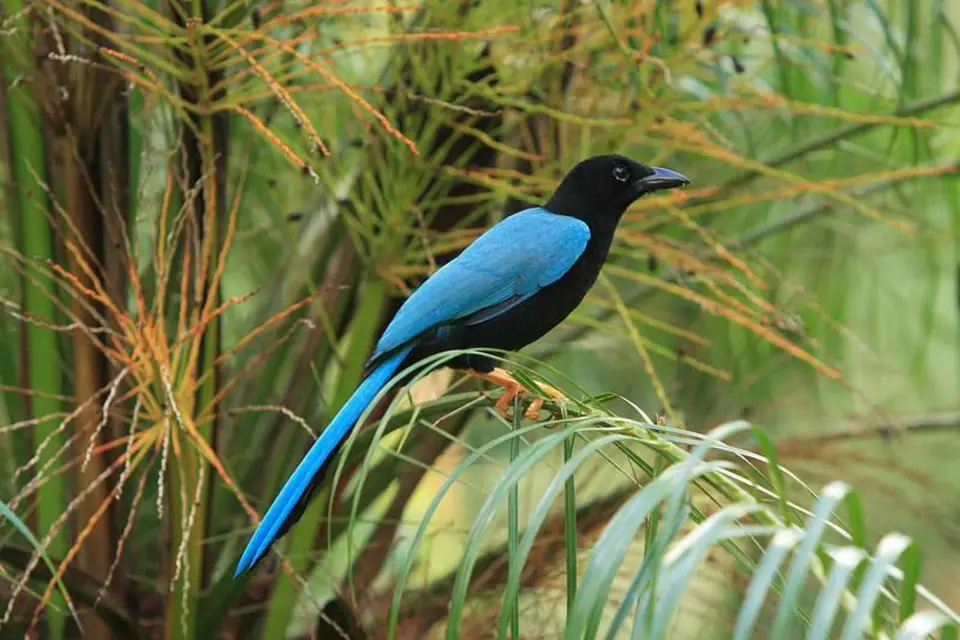 Cancún: Excursión Privada de Observación de Aves