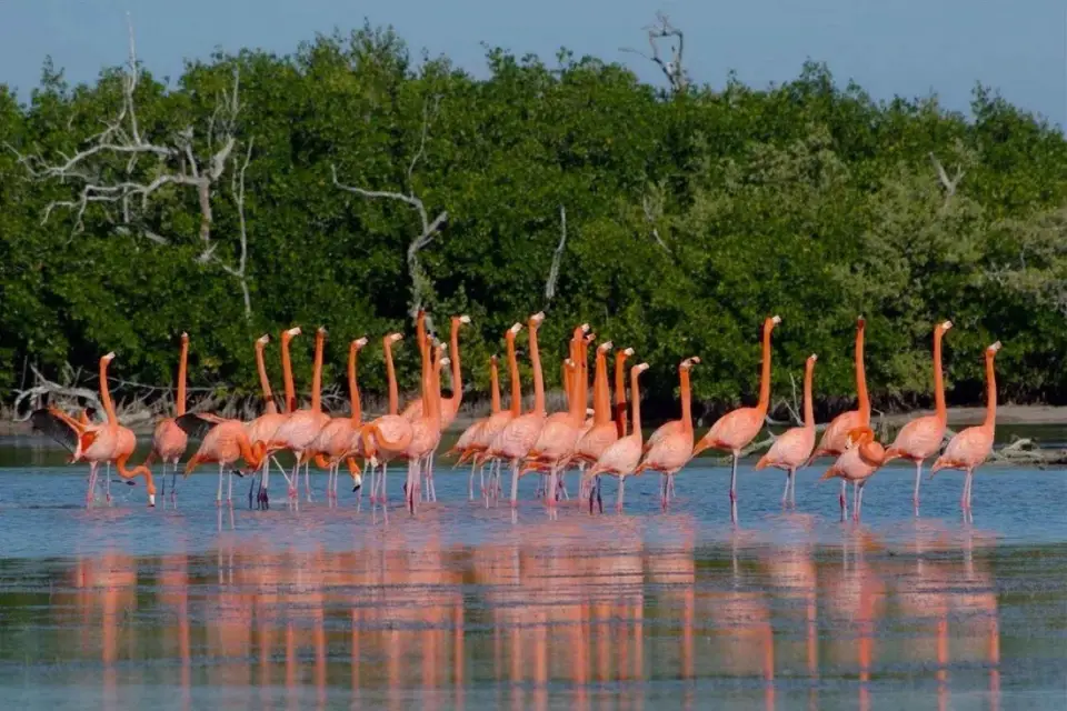 Desde Cancún: Excursión Río Lagartos y Las Coloradas