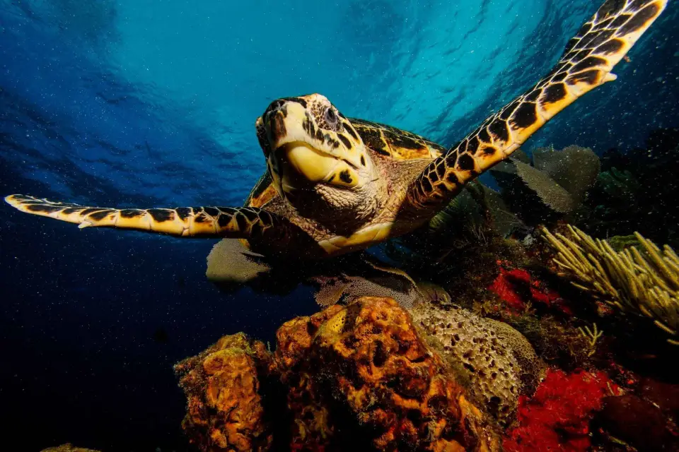 Cancún: Excursión de snorkel al amanecer con 5 paradas y servicio de recogida