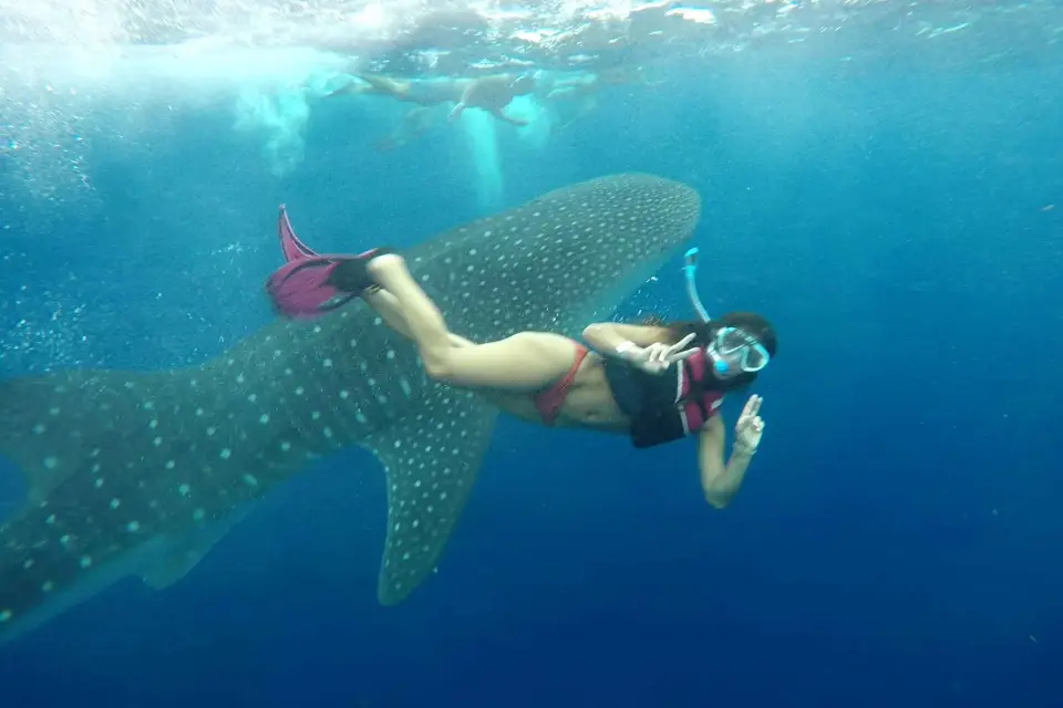 Excursión al Tiburón Ballena en Cancún