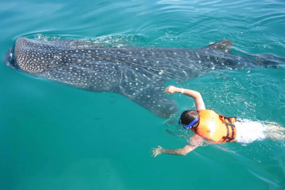 Cancún: experiencia de esnórquel con tiburones ballena