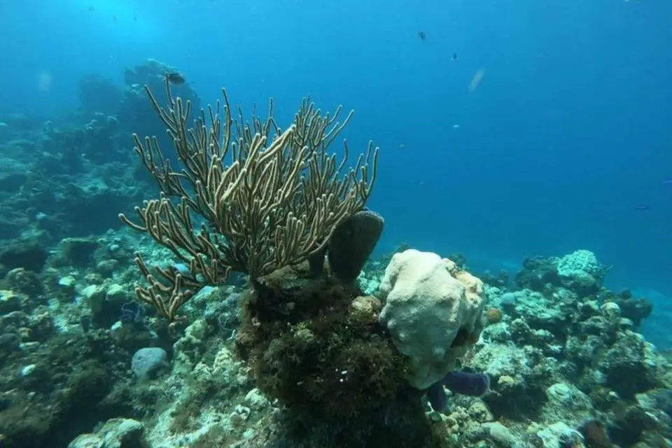 Cancun : Expérience de plongée en apnée à Cozumel