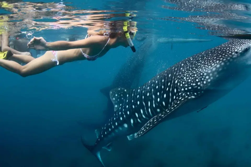 From Isla Mujeres or Cancún: Swim with Whale Sharks Tour