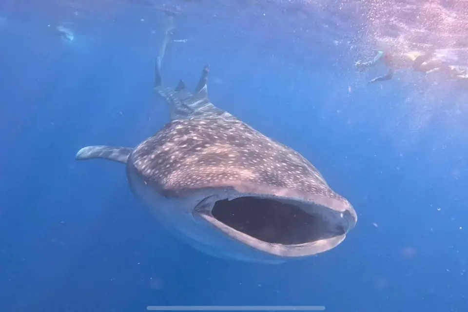 Isla Mujeres - Esnórquel con tiburón ballena y manta raya