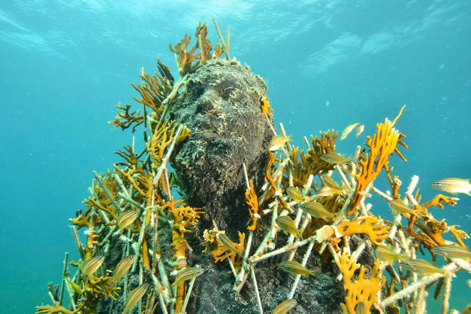 Cancún: Museo Subacuático y Arrecife para Buceadores Certificados