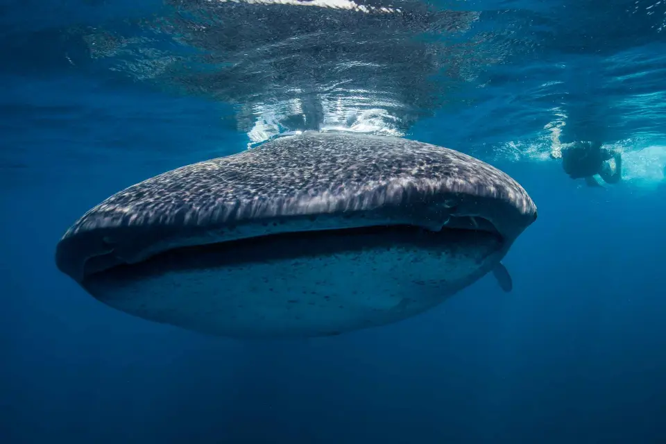 Cancún: Nadar con los tiburones ballena y Playa Norte