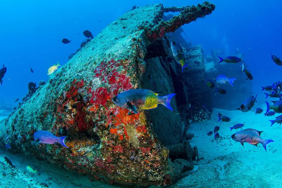 Cancún: Pecios y Arrecifes para Buceadores Certificados