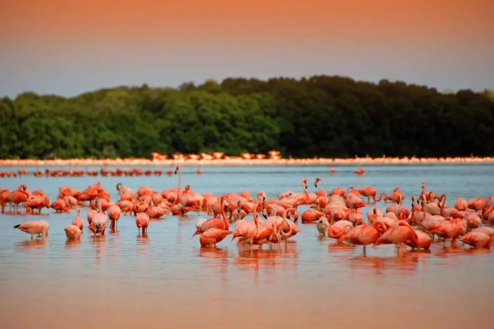 Playa del Carmen/Cancún: Excursión Río Lagartos y Las Coloradas