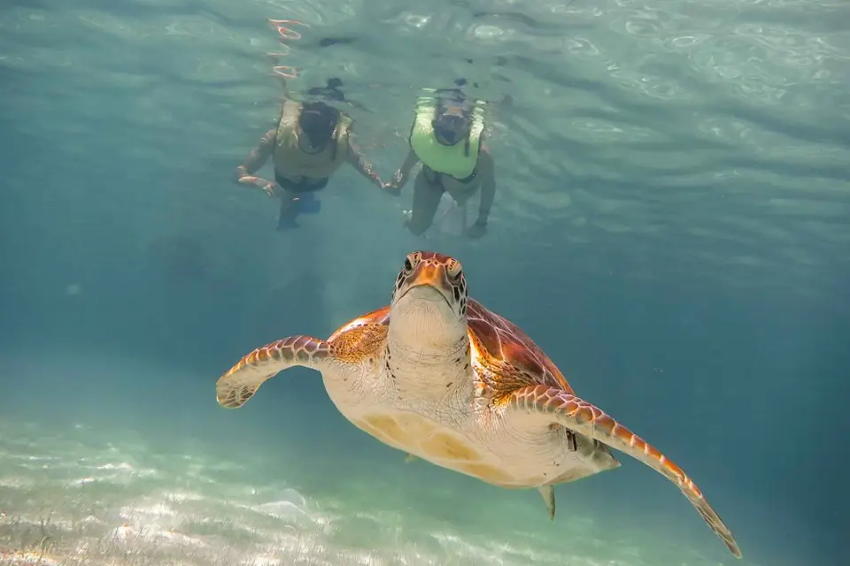 Rivera Maya: tour de esnórquel, tortugas y cenote