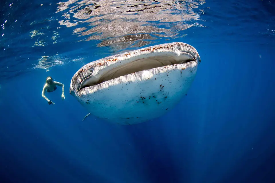 Desde Cancún/Riviera Maya: Excursión guiada de snorkel con tiburón ballena