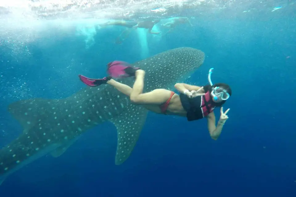Riviera Maya: Excursión con el Tiburón Ballena