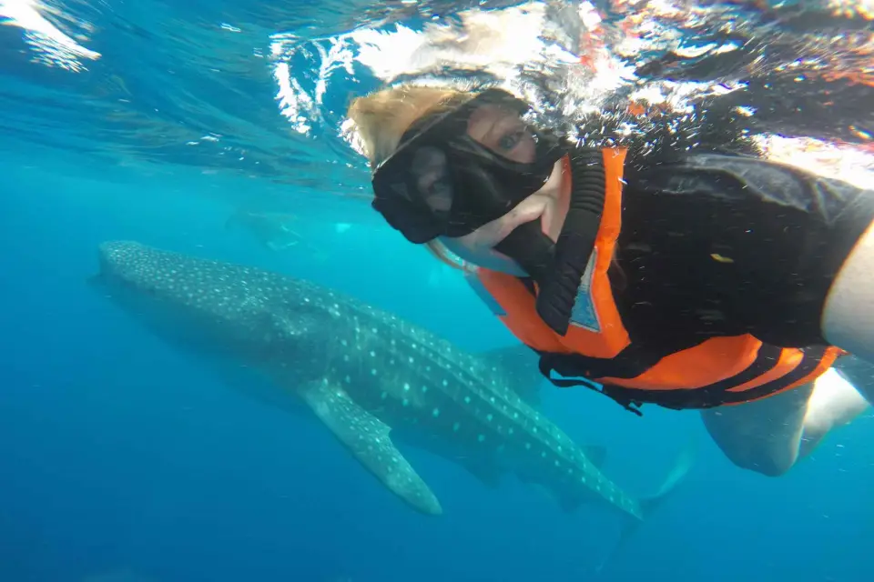 Cancún y Riviera Maya: Nado con Tiburones Ballena con Comida