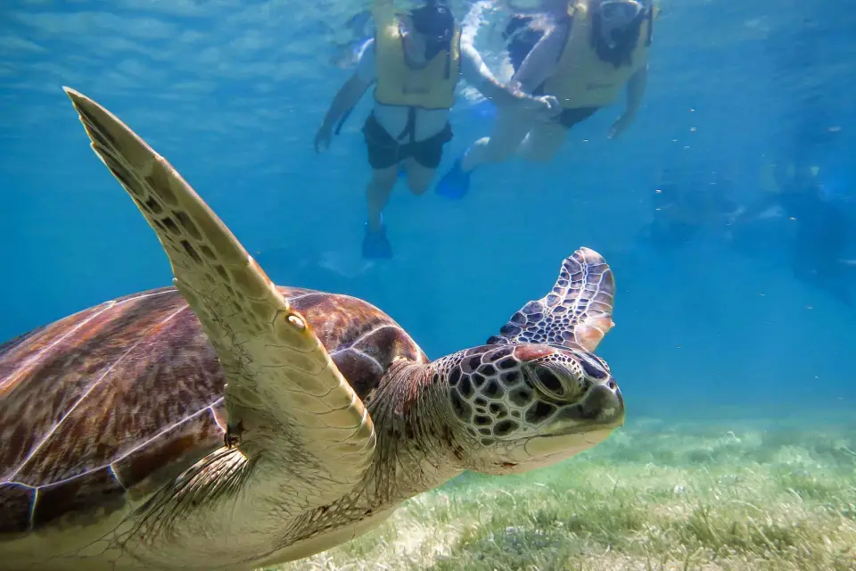 Desde Cancún/Riviera Maya Snorkel con Tortugas Marinas y Cenotes