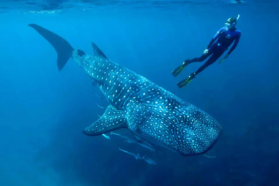 Cancún y Riviera Maya: tiburones ballena y Playa Norte