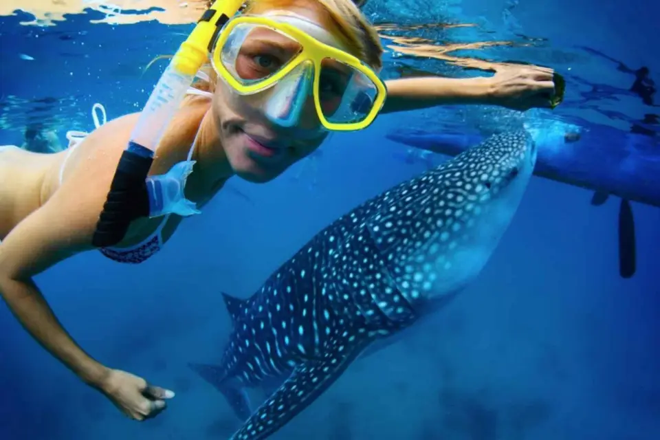 Nada junto al tiburón ballena sólo desde Cancún