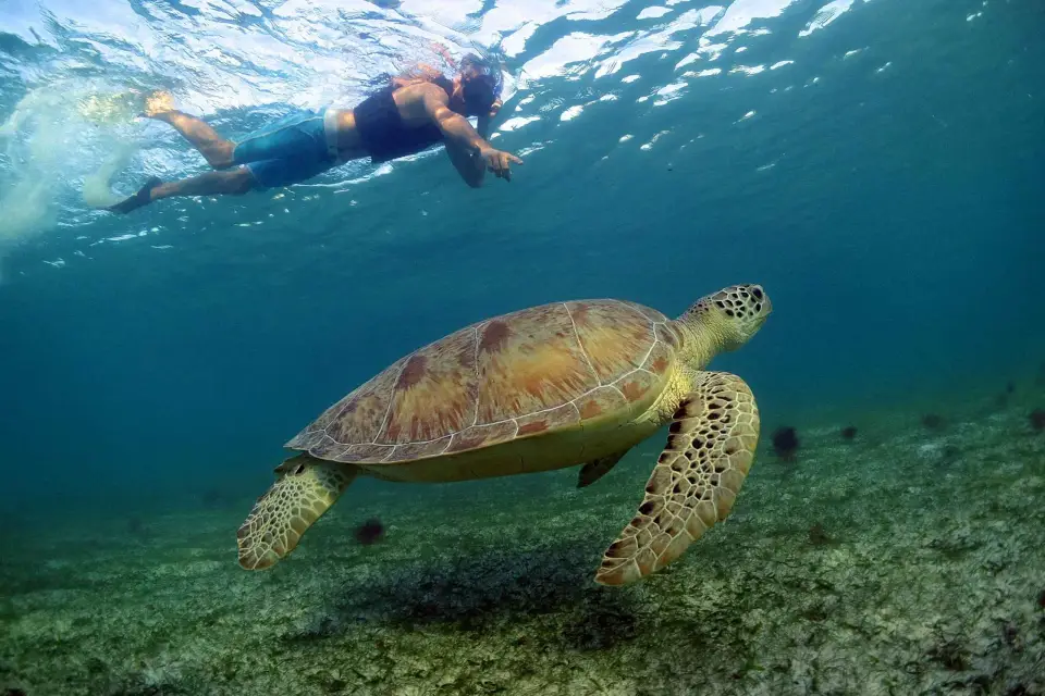 Tortugas de Akumal, excursión de snorkel desde Cancún o Riviera Maya