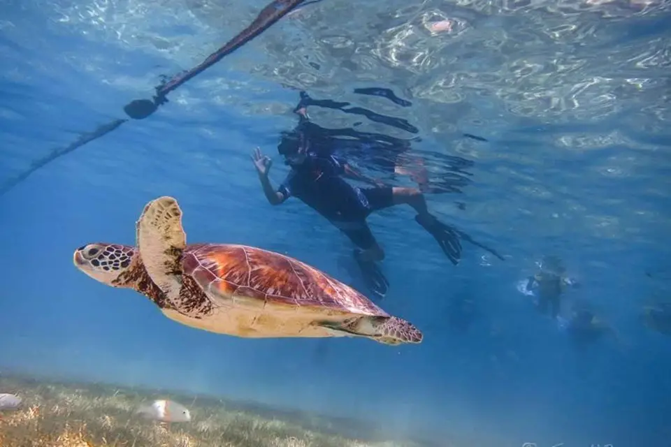 Tour de tortugas y cenotes