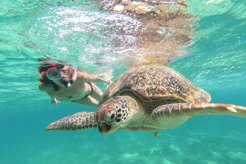 Desde Cancún: Tulum y Akumal Excursión al Cenote y Nado de Tortugas