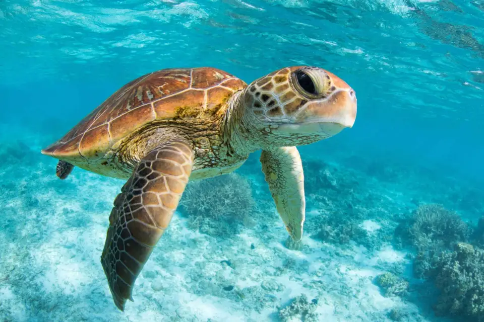 Desde Cancún: Tulum, Cenote y Nado con Tortugas en Akumal