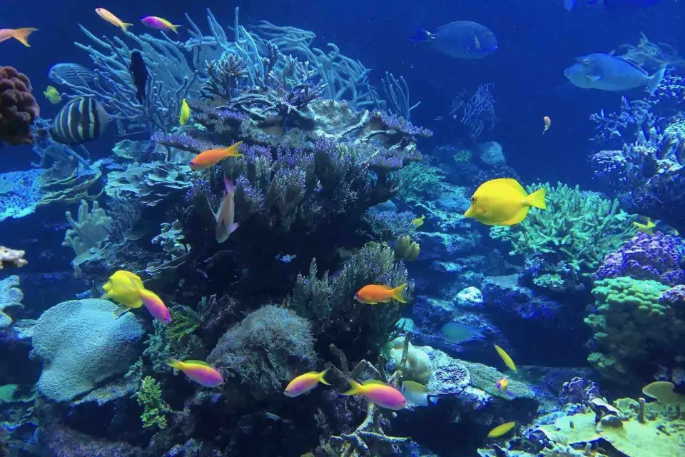 Desde Tulum: Cenote Riviera Maya y Excursión de Snorkel