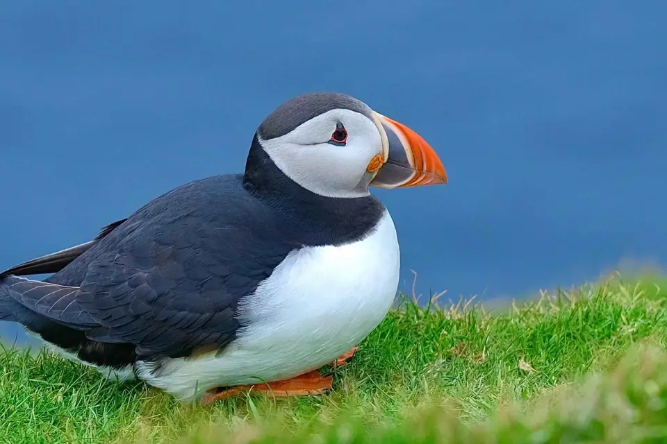 Desde Edimburgo: Explorador de 6 días de las Shetland y las Nothernmost