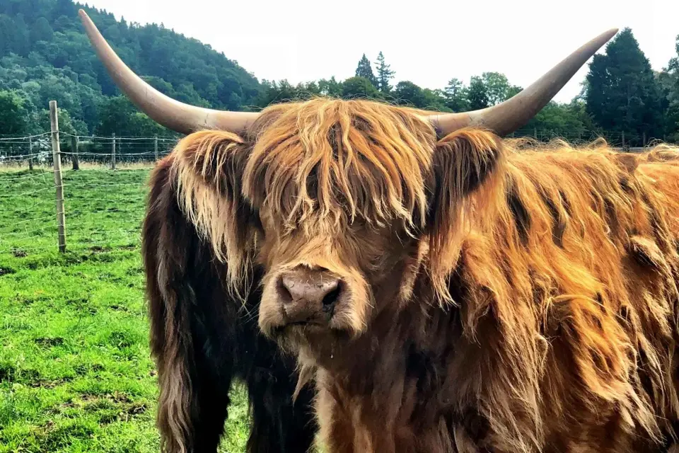 Visita privada a Edimburgo