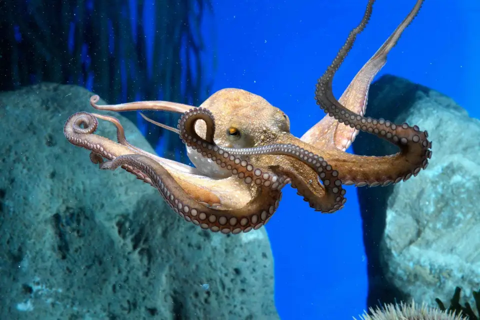 Desde la Costa Brava: Excursión de un día a Barcelona con visita al acuario