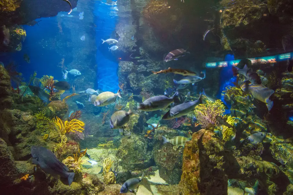 Barcelona Aquarium Ticket